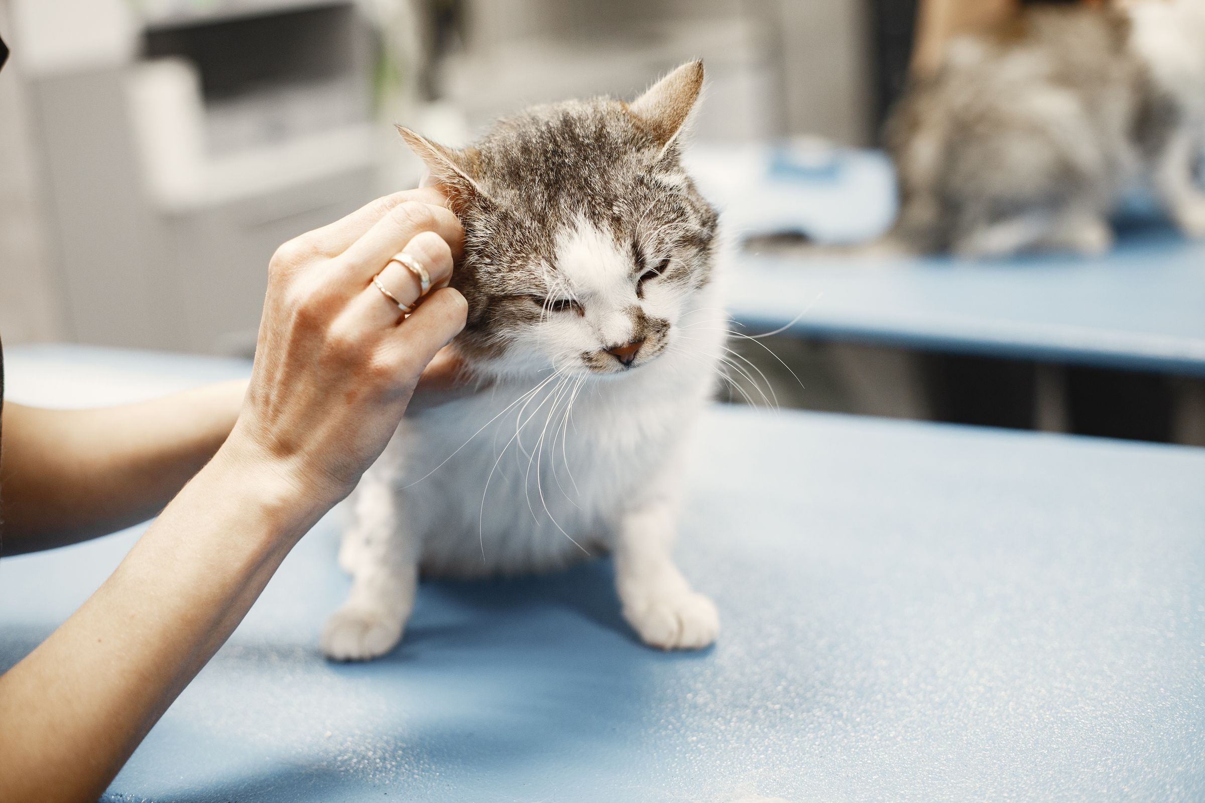 A cat being gently checked over on a clinic table