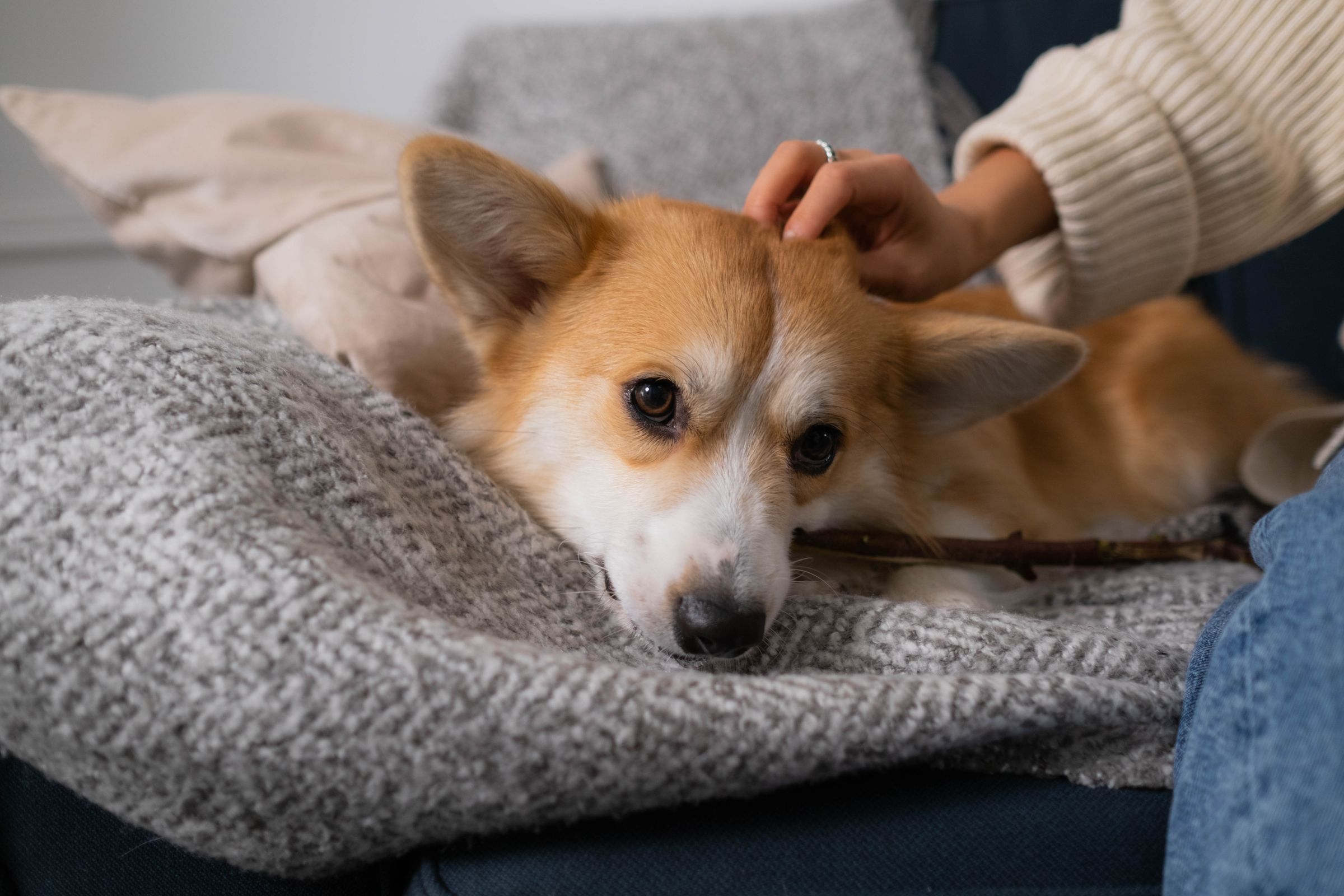 A corgi relaxing on a sofa, having its head stroked