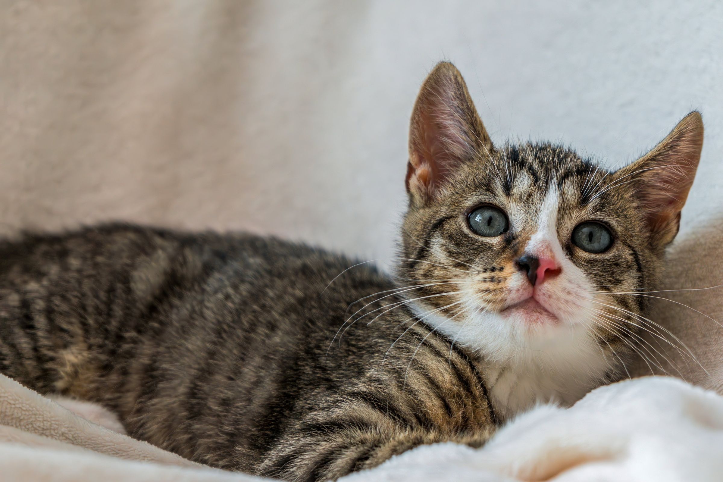 A tabby kitten lying on a soft blanket