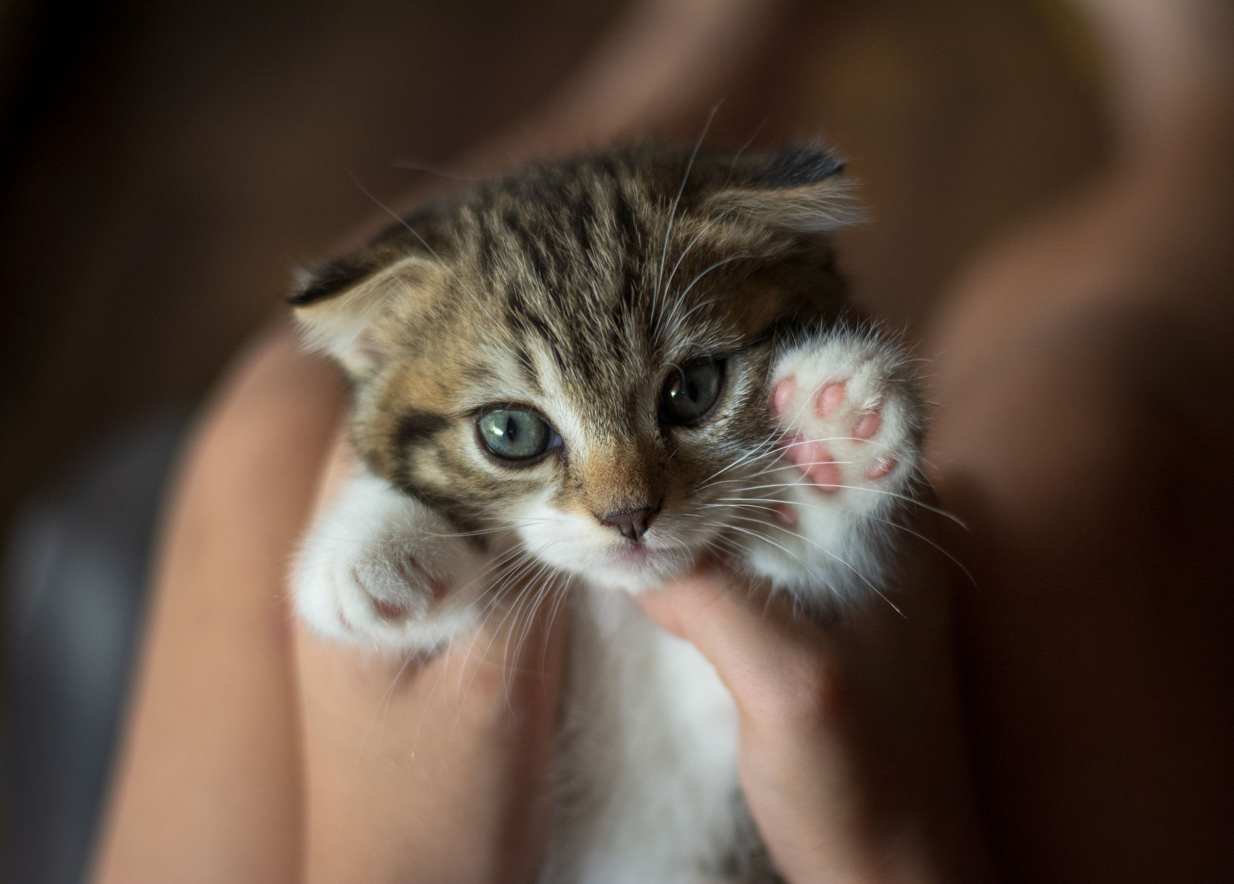 A tabby kitten held up with one paw raised