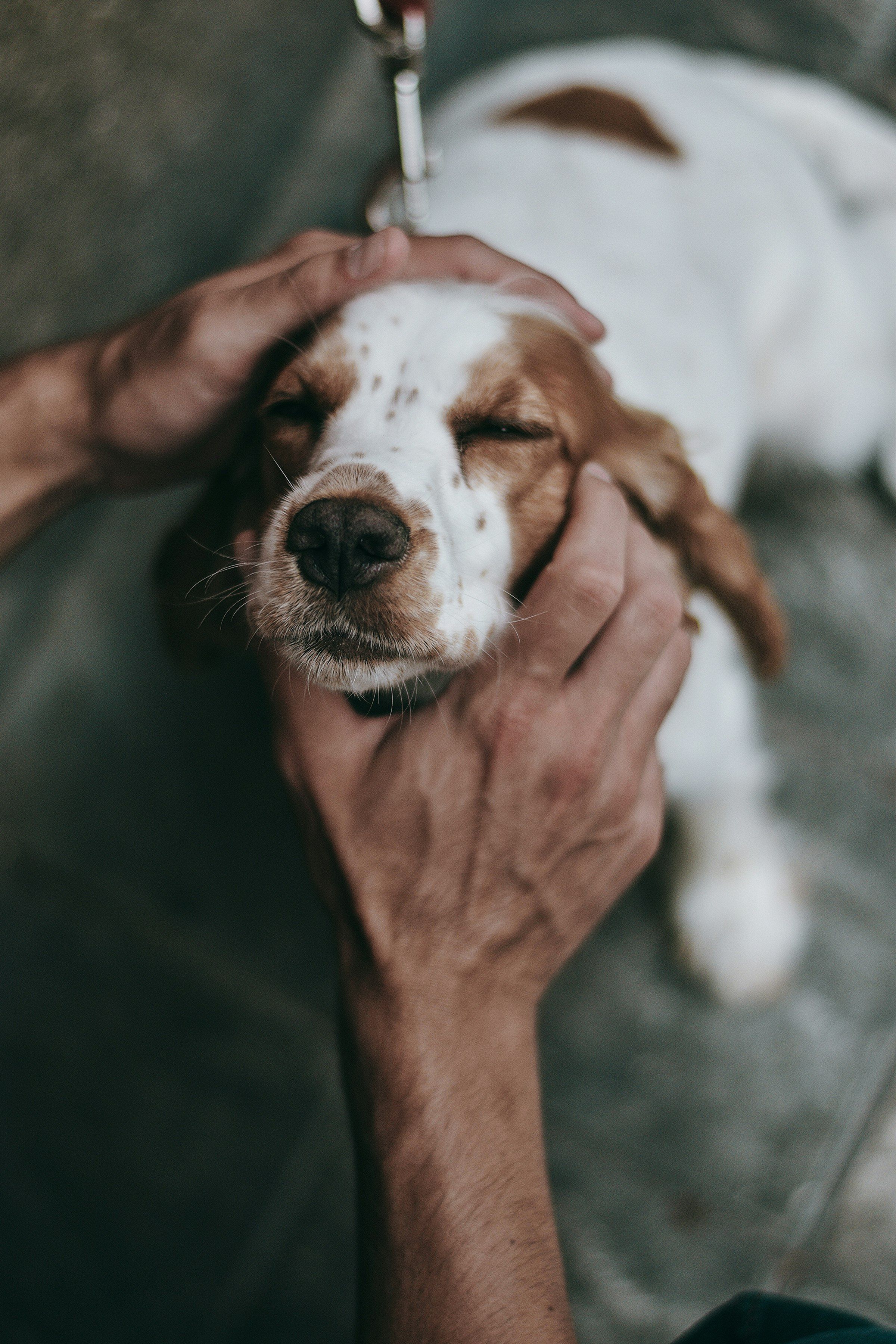 A spaniel with its eyes closed, its face held gently in someone’s hands