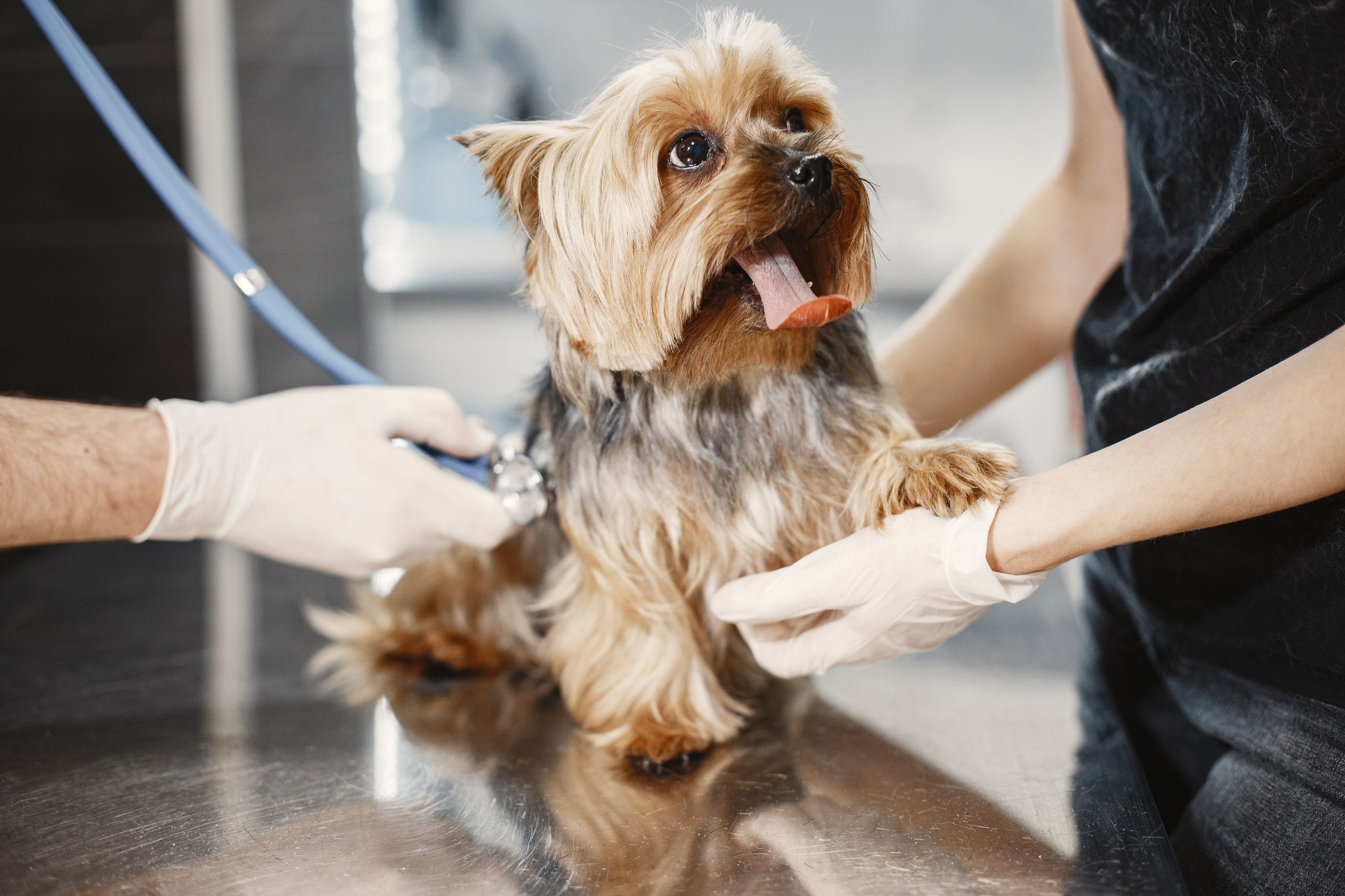 A Yorkshire terrier having its heart listened to with a stethoscope